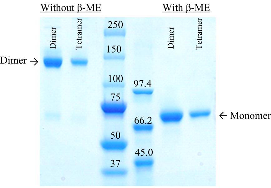 fig. S8. SDS polyacrylamide gel electrophoresis analysis of dimeric and tetrameric DBH under nonreducing and reducing conditions.