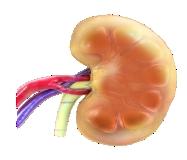Targeting the kidney to treat type 2 diabetes rmal renal glucose handling The kidney filters approximately 180 L of plasma each day, which contains about 162 g of glucose.