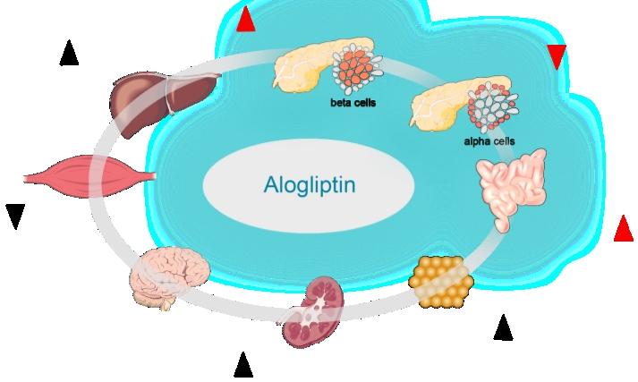 DPP-4 inhibitors address multiple pathologies of Type 2 diabetes Insulin secretion Glucose production Glucose uptake