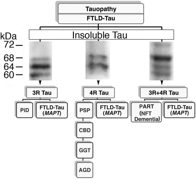 4 G. G. Kovacs current concepts of the neuropathology of tauopathies with a focus on diagnostic aspects.