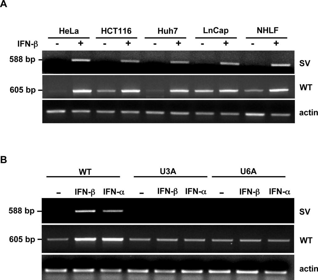 Fig. S5. IFN-dependent expression of RIG-I splice variant in various cell lines. (A) HeLa, HCT116, Huh7, LnCap, and NHLF cells were mock-treated or stimulated with 1, units/ml IFN- for 24 h.