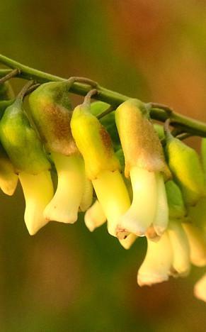 Sophora Flavescens, as the leguminous plants of Sophora genus, is distributed in Russia, Japan, India, North Korea and northern provinces
