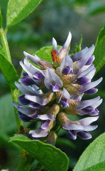 Glycyrrhiza inflata is known as the king of the medicine, belongs to tonic traditional Chinese medicines.