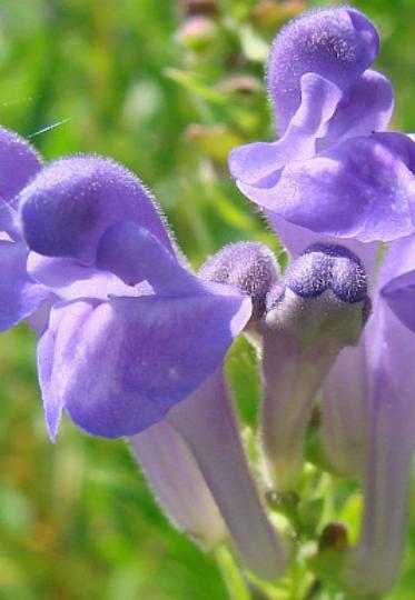 Scutellaria baicalensis as the labiatae plants of the genus Scutellaria, widely distributed in the southwest,northeast and norththern of China.