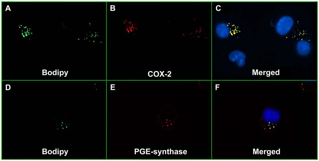 doi:10.1371/journal.pntd.0000873.g004 Figure 5. COX-2 and PGE-synthase co-localize within lipid bodies induced by L. longipalpis SGS. Peritoneal macrophages were stimulated with SGS (1.