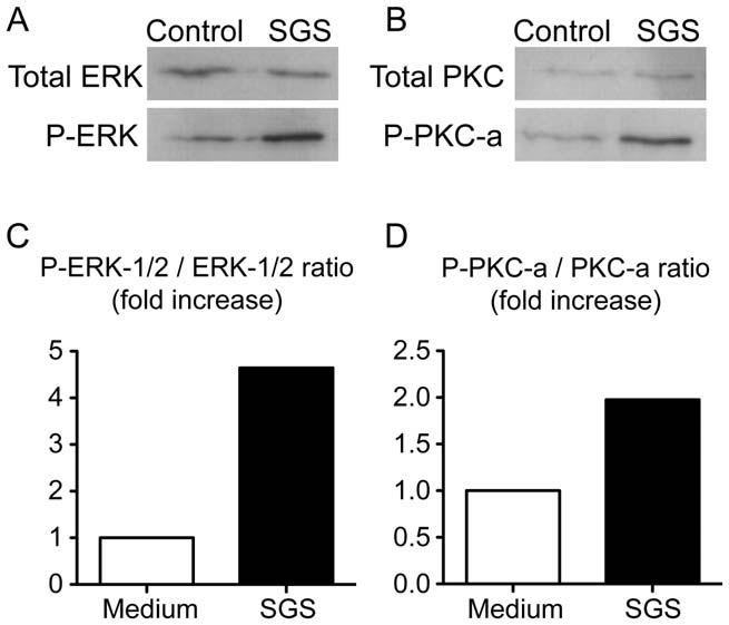 Figure 7. L. longipalpis SGS induces PKC-a and ERK phosphorylation. Peritoneal macrophages were incubated in the absence (control) or presence of SGS (1.5 pair/ml) for 40 min.