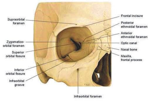 Optic canal: at the apex of the orbit in the sphenoid bone Inferior orbital fissure infraorbital nerve