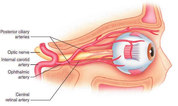 the optic nerve and gives off the