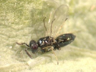 pupa Ovipositor in female Parasitised larva in later stages Parasitoid emerged from pupa Male abdomen
