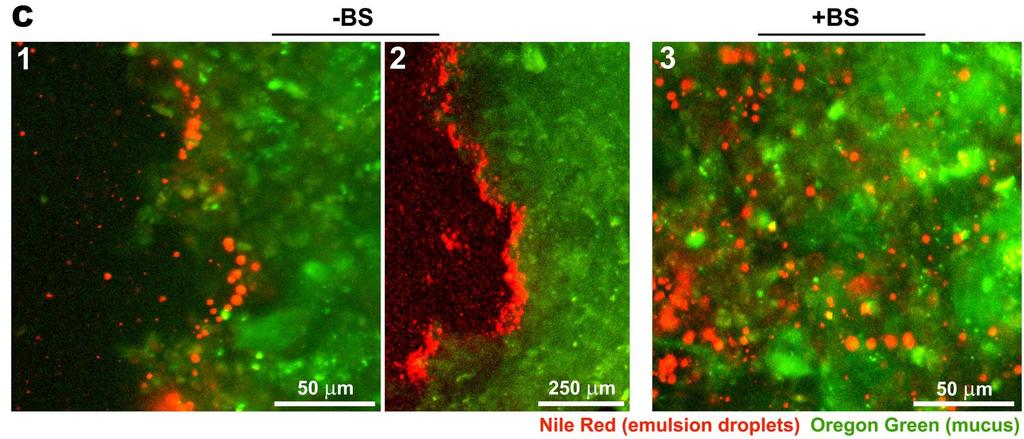 CONFOCAL MICROSCOPY The effect of Bile Salts on the diffusion of lipid
