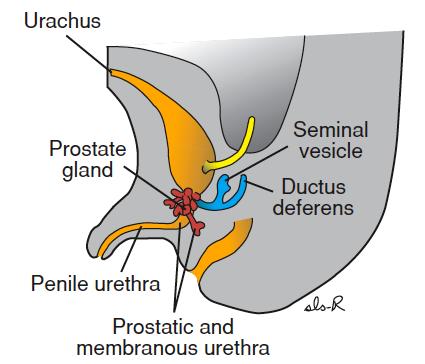 Urethra Urethral epithelium from endoderm Everything else is splanchnic mesoderm ProliferaDon of the prostacc urethra in 3 rd