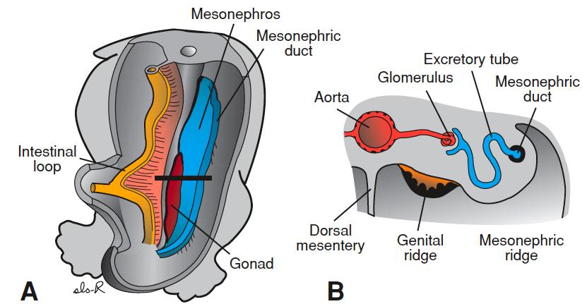 Gonads No M/F disdncdon Dll week 7 Genital ridge: epithelium and mesenchyme Germ