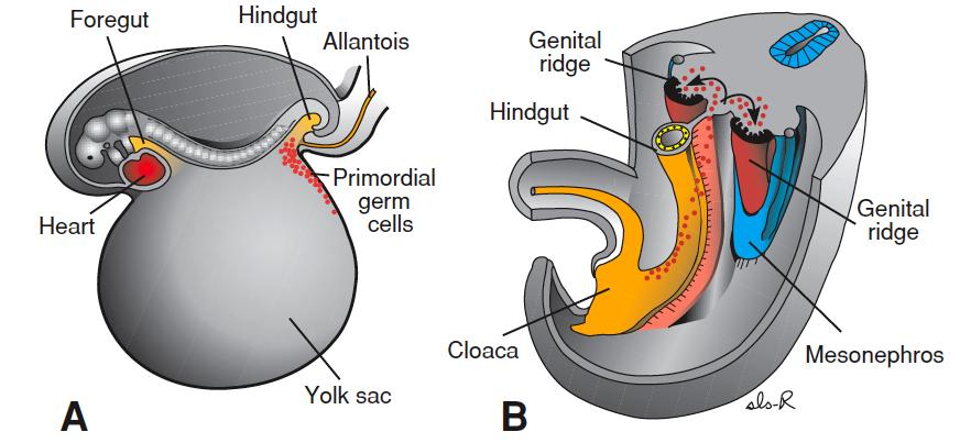Primordial Germ Cell MigraDon Travel: yolk sack (wk 3) à