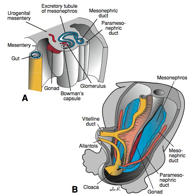 Mesonephros Glomerulus at medial end Bowman s capsule around