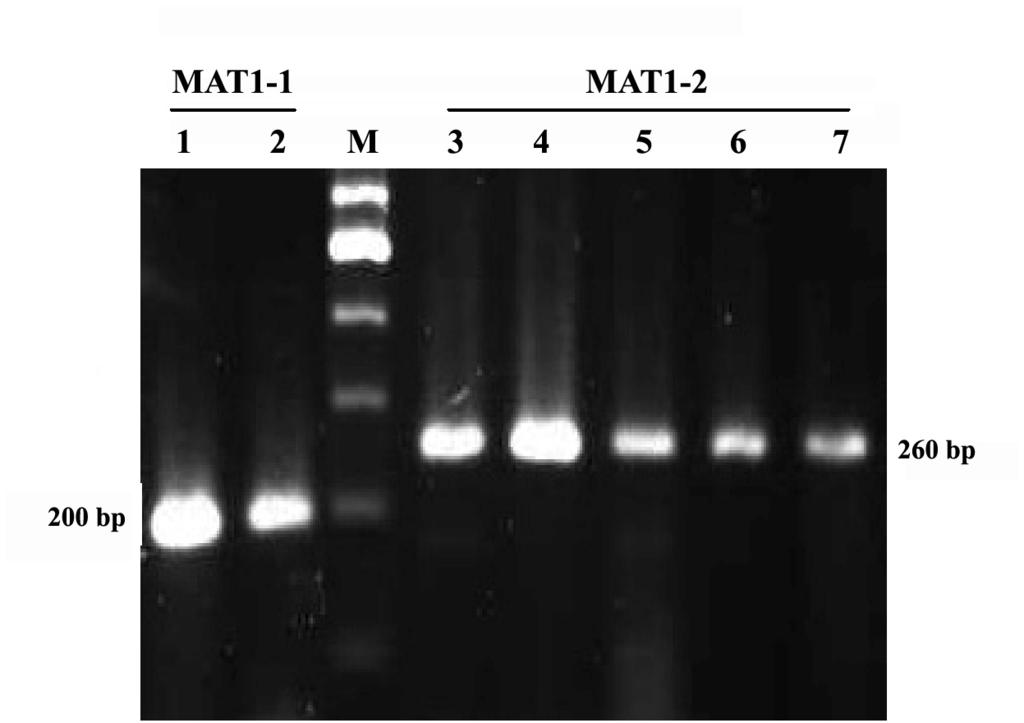IRNIN JOURNL of BIOTECHNOLOGY, Vol. 8, No. 2, pril 200 Figure 2. Genetic relationship among Fusarium oxysporum isolates collected from the major bean cultivation regions in Tehran province.