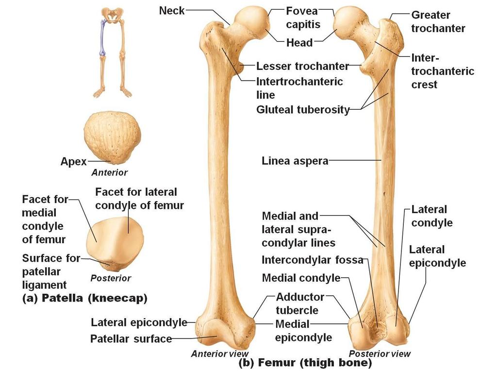 6) Femoral condyles. 0=symmetrical, 1=markedly assymetrical (the medial condyle is larger). The femur is the large thigh bone.