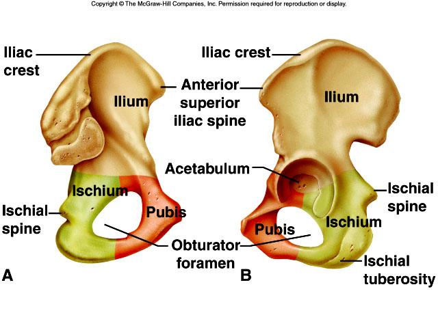 7) Pelvis. 0=acetabular fossa is smaller than obturator foramen, 1= acetabular fossa same size as obturator foramen.