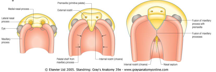 10) Pre- maxillary suture. 0 = present in adulthood, 1 = absent in adulthood.