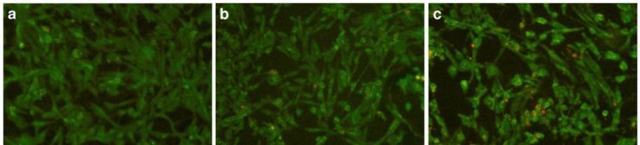 NS 500 micg/ml H&E NS 1000 micg/ml 100x H&E Figure 19 As shown in the figure 19 the endothelial cells in a standard environment can produce capillaries,