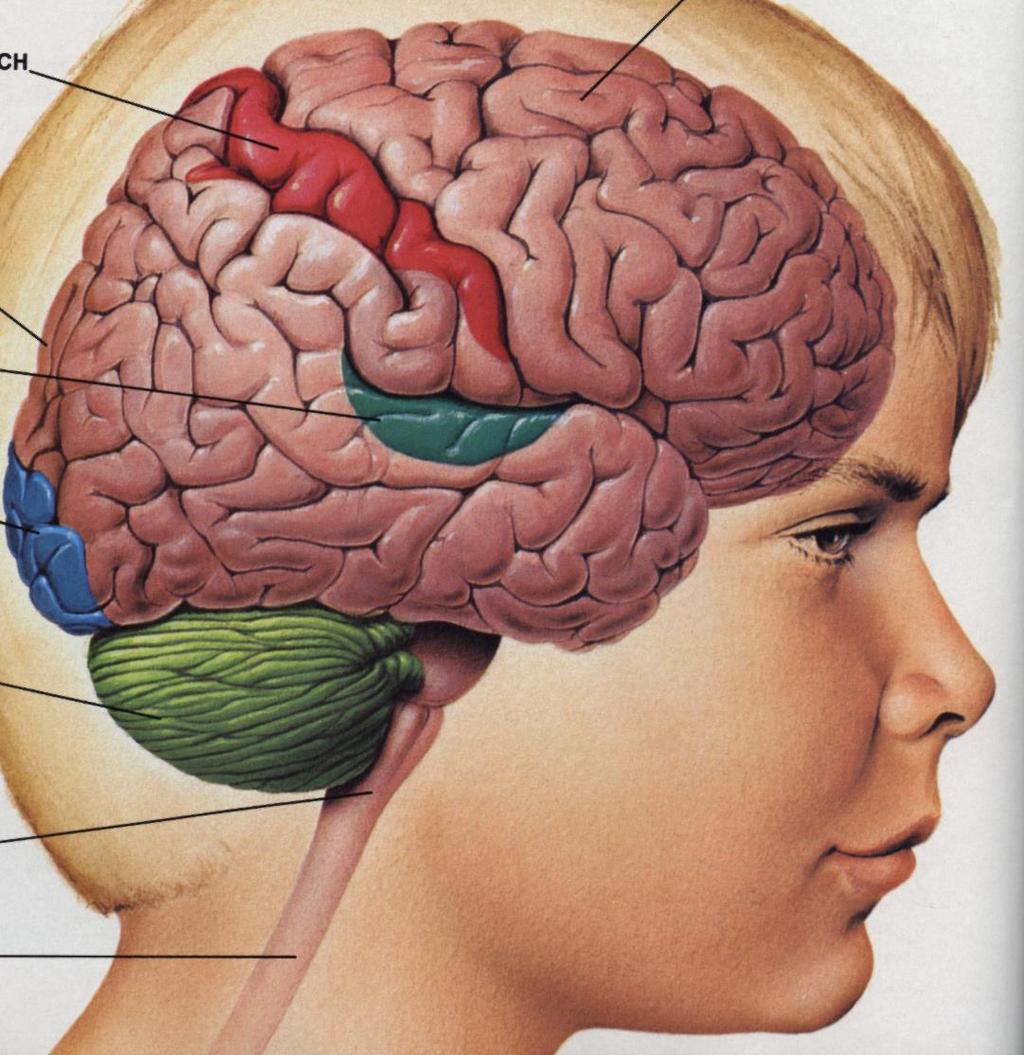 Parts of your brain Somatosensory cortex Cerebral cortex Auditory cortex Your