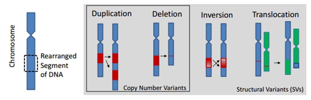 Chromosomal Mutations (Aberration) Types A fragment of a chromosome joins a homologous chromosome The additional region of genes may be incorporated within the