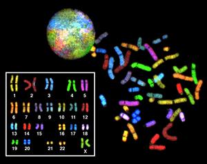 visualizes chromosomes
