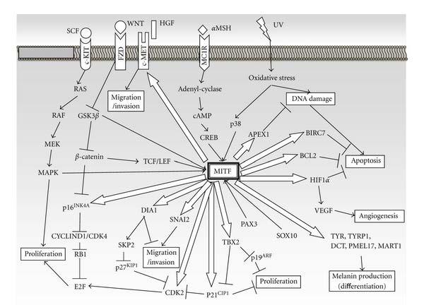 Melanoma gene; MITF (E318K) α-msh adenylate cyclase camp MITF MC1R DCT TYR TYRP1 Chr