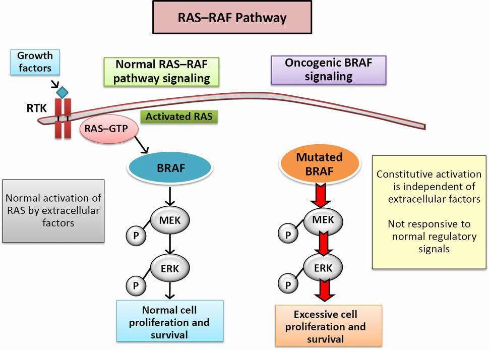 BRAF mutation in melanoma BRAF gene encodes for BRAF protein kinase: Regulates MAPkinase/ERK signal transduction Specific T1796A, V600E mutation in