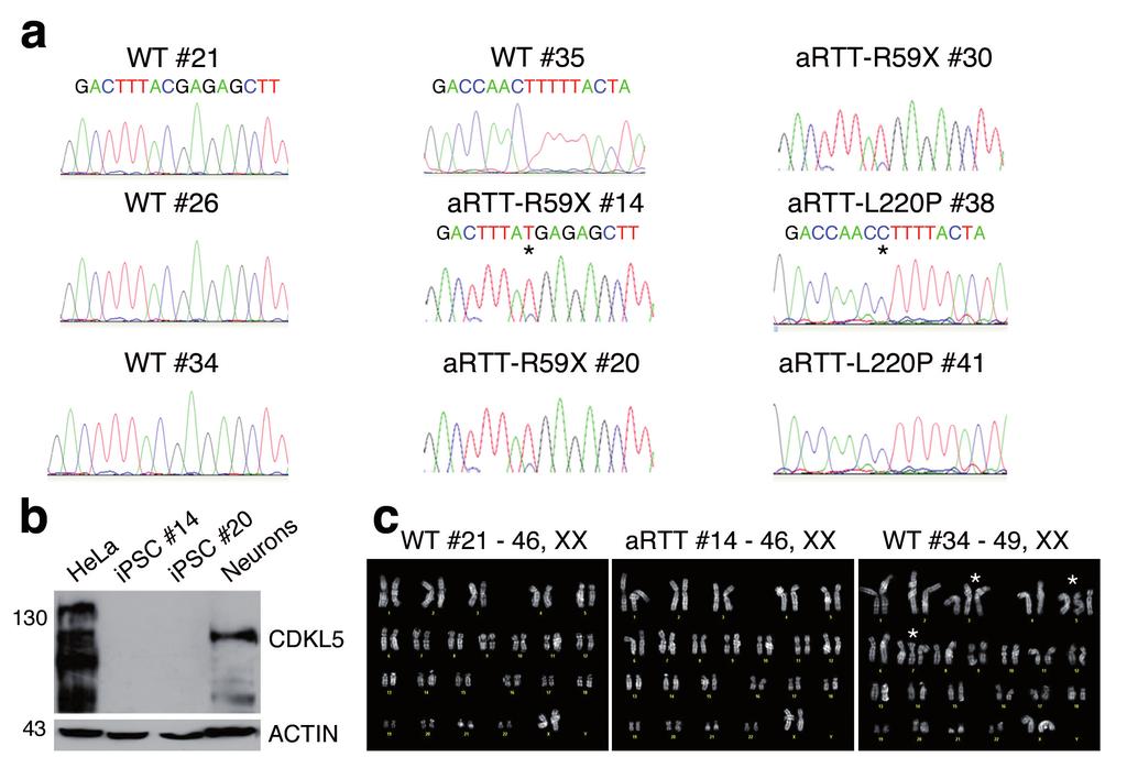 Figure S7 Generation and characterization of ipsc clones derived from CDKL5 patients.