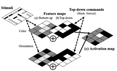 Guided Search Model (Bottom-Up &Top-Down) Proposed by Jeremy Wolfe [1989], it has introduced top-down knowledge on characteristics of target stimuli in visual search.