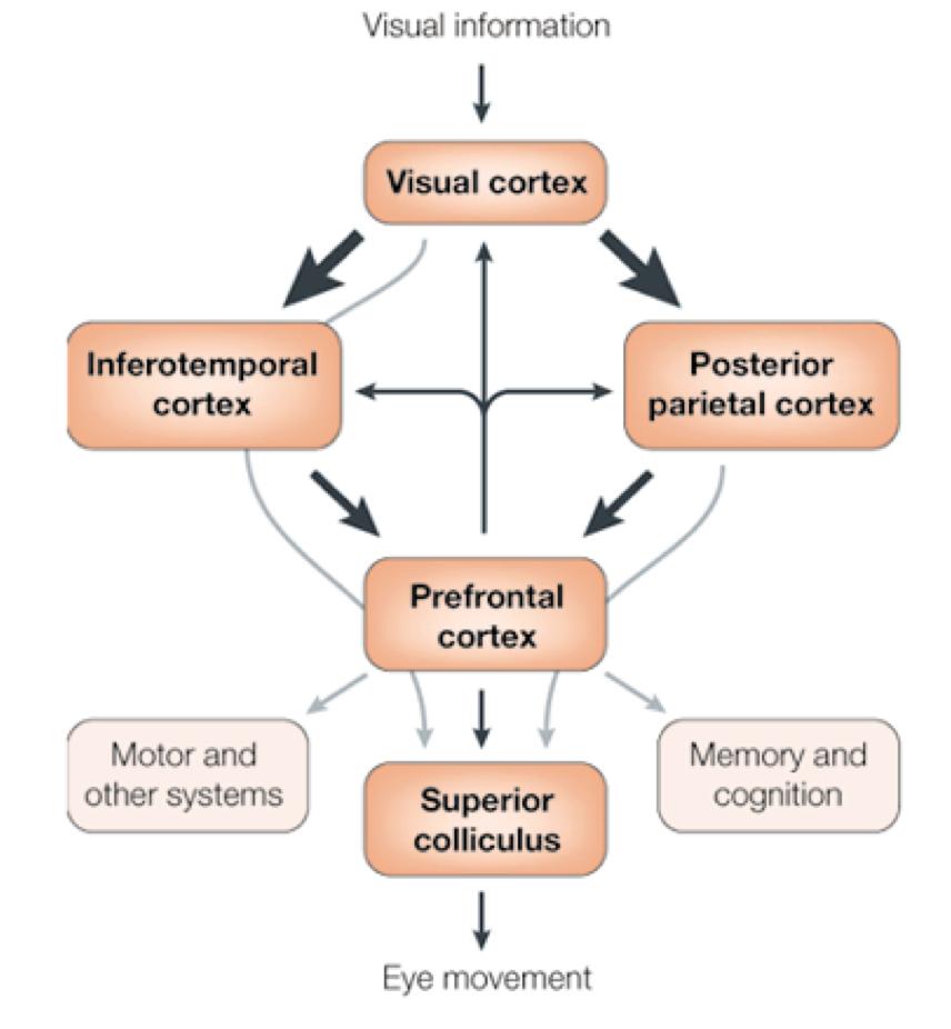 Neural Mechanisms for Visual Attention 1. Visual information enter the primary visual cortex via lateral geniculate nucleus (LGN). 2.