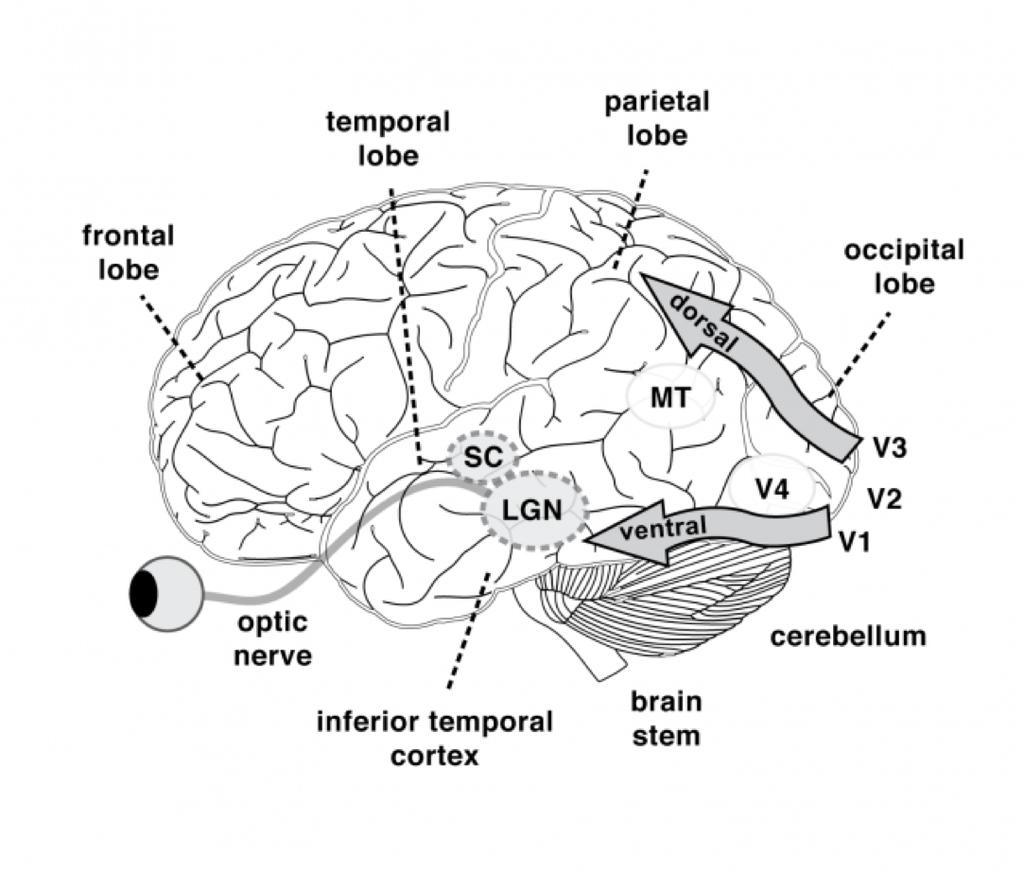 Control of attentional deployment takes place in this area. Ventral stream (IT): Mainly concerned with the recognition and identification of visual stimuli.