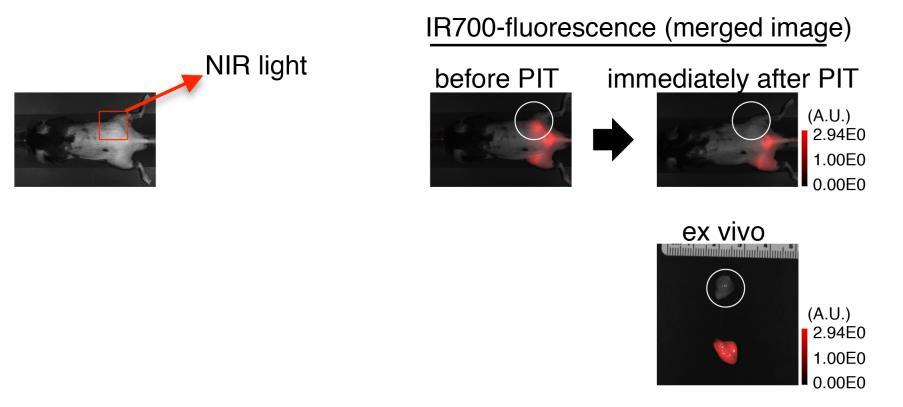 Supplementary Figure 16. CD25-targeted NIR-PIT reduces IR700 fluorescence of the treated tumor, but not that of the contralateral nonirradiated tumor.