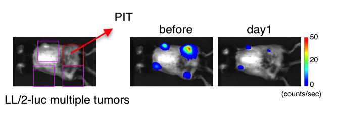 Supplementary Figure 17. Local CD25-targeted NIR-PIT of the right dorsal tumor induces reduction of multiple tumors at distant sites.