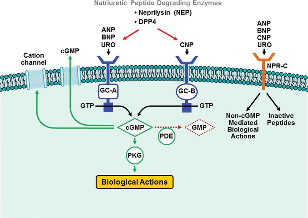 Simplified schematic of the natriuretic peptide system (NPS). von Lueder T G et al.