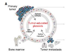 TUMOR-EDUCATED PLATELETS Best et al, Cancer Cell 2016 Anucleated cells Role in systemic and local responses to tumor groh