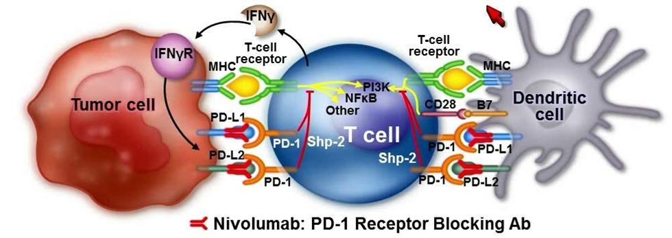 Immune Check-point Inibition by Nivolumab