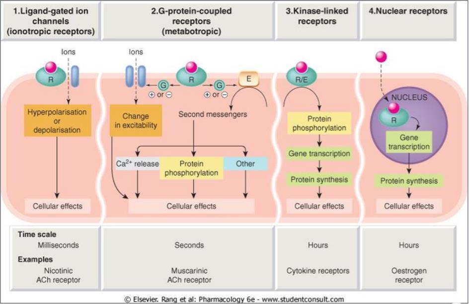 FOUR Receptors: Agonist: increased reaction (affinity and