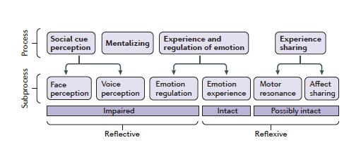 SOCIAL COMMUNICATION: Social Motivation and Social Attention Facial Emotional Recognition (FER) Theory of Mind: