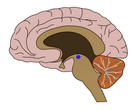 frontal gyrus IPL: inferior parietal lobe ACC: anterior cingulate cortex mpfc: medial