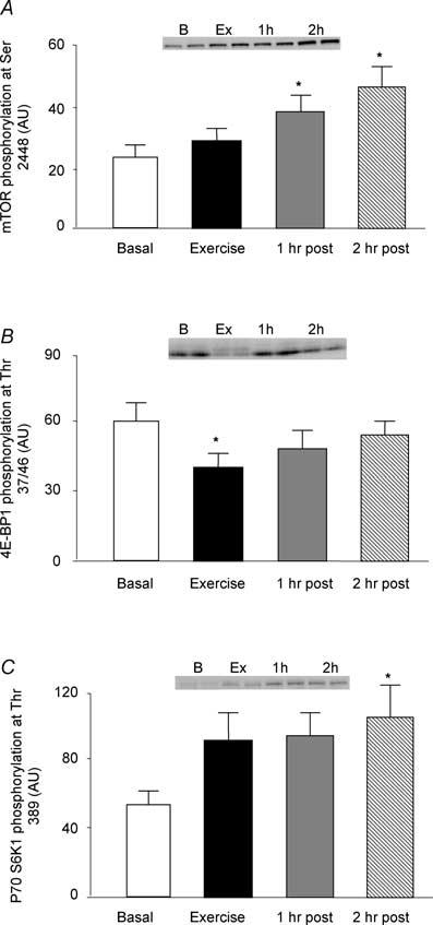 following exercise, and was significantly increased at 1 and 2 h post-exercise, respectively (P < 0.05; Fig. 5A).