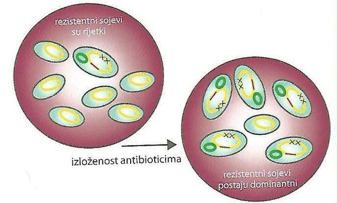 Slika 2. Selektivna rezistencija nastala upotrebom određenog antibiotika.