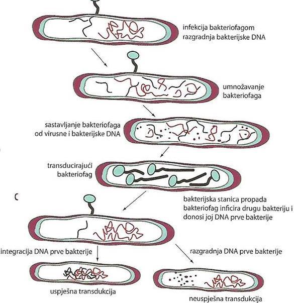 a) b) Slika 5. a) Proces horizontalnog prijenosa transdukcijom, b) Bakteriofag. 15 Konjugacija osigurava prijenos plazmida (npr.