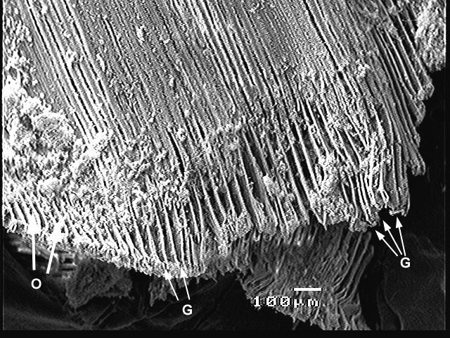 Figure 5. V. ellipsiformis. Gold sputter coating. G, gill bars of the female gill.
