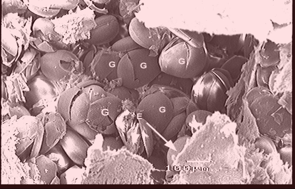 clam. Micron Bar = 100.0μm. Figure 7. V. ellipsiformis. Gold sputter coating.