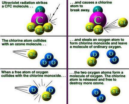 A single chlorine free radical can cause about 100