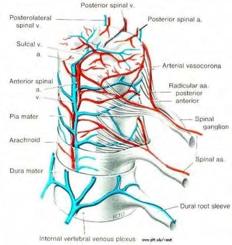 Blood flow Deformity