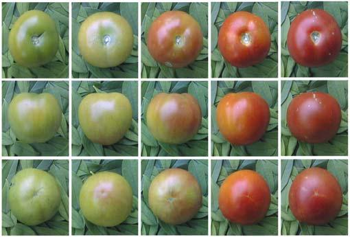 Tomato is a valuable crop Total US crop value ca. $1.