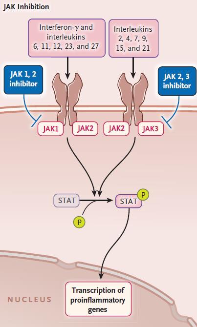 JAK1/2 Inhibitor in Steroid-refractory agvhd