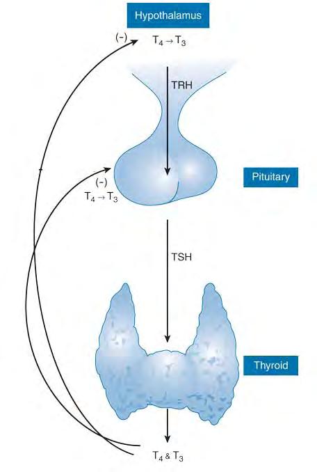 Overview of Thyroid Hormones Cont d Figure 1. The hypothalamic-pituitary-thyroid axis 2.